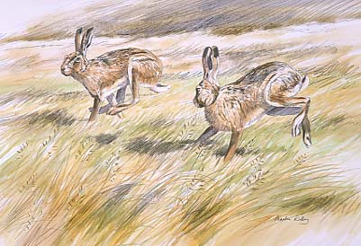 Hare paintings: A painting of brown hares  by Martin Ridley