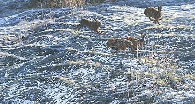 Hares paintings: A painting of brown hares chasing