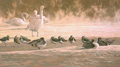 An oil painting of Bewick's swans lapwing and pintail in rising mist by Martin Ridley, wildfowl