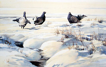 A sketch of displaying male black grouse