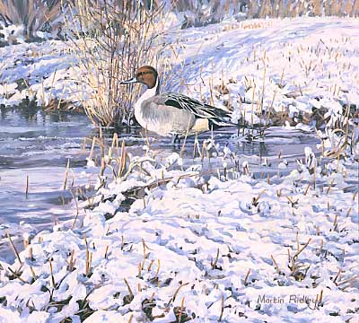 Wildfowl Paintings: Drake pintail by Martin Ridley