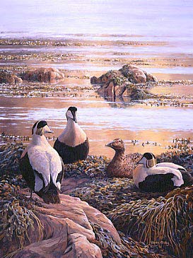 Wildlife paintings: Eiders, WWT magazine cover design  by Martin Ridley