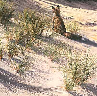 Wildlife Art Painting : Fox, Vulpes vulpes in the sand dunes