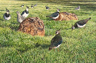 Hare paintings: Brown hares, lapwing and grey plover  by Martin Ridley