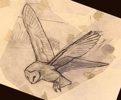 Wildlife Art : Barn owl, Tyto alba sketch by Martin Ridley
