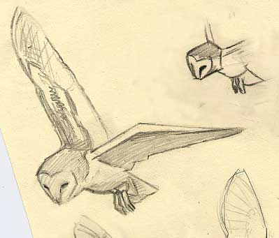Wildlife Art :A pencil sketch of a barn owl,Tyto alba by Martin Ridley