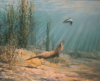 Wildlife paintings: An underwater view of an otter chasing a sea trout, oils by Martin Ridley