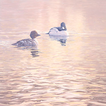 A painting of a pair of goldeneye, wildfowl