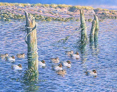 Wildlifeart for sale: A raft of teal by Martin Ridley