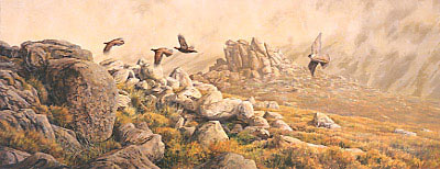 Wildlife Art : Painting of a peregrine falcon,  Falco peregrinus chasing red grouse by Martin Ridley