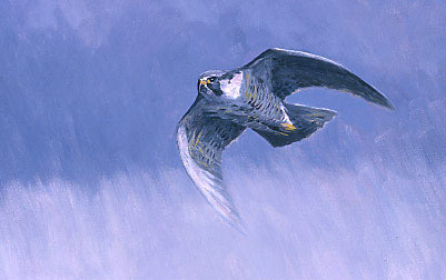 Wildlife Art : Painting of a peregrine falcon, Falco peregrinus by Martin Ridley