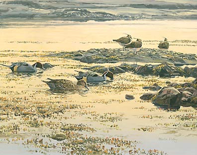 Wildfowl Paintings: Pintail and lapwings by Martin Ridley