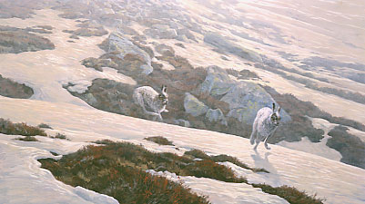 Mountain hare paintings: Painting of mountain hares, Lepus timidus chasing over the snow