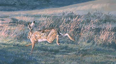 Hare paintings, Lepus europaeus: Painting of brown hare, Lepus capensis by Martin Ridley