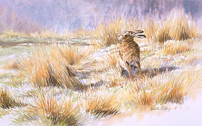 Hare paintings: Painting of a brown hare, Lepus capensis enjoying the sun by martin ridley