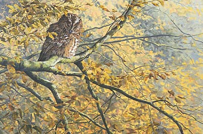 Picture of a Tawny owl, Strix aluco by Martin Ridley