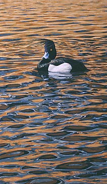 Wildfowl Painting: Tufted duck by Martin Ridley