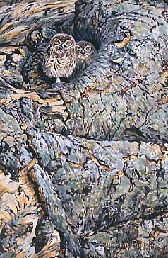Wildlife Art :Young little owls
