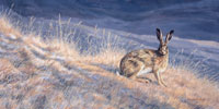Brown hare print on canvas