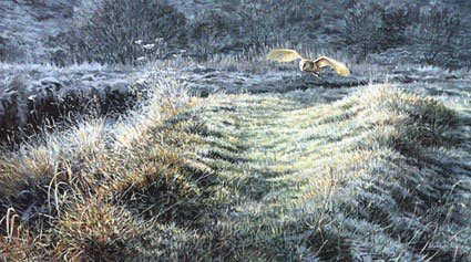 Barn owl Print - Wildlife art prints - Edition of 450 prints