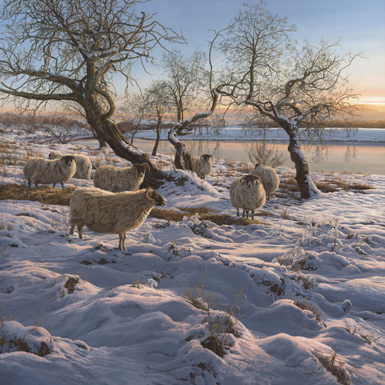 Scottish Black-face Sheep Print - Canvas print of black-faced ewes on the snowy banks of the river Spey