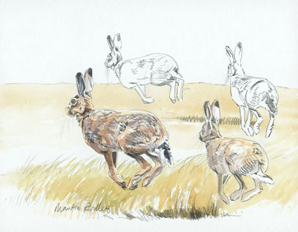 Pencil & Watercolour Brown Hare Sketches by Martin Ridley
