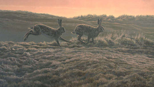 Playing Badgers  Print