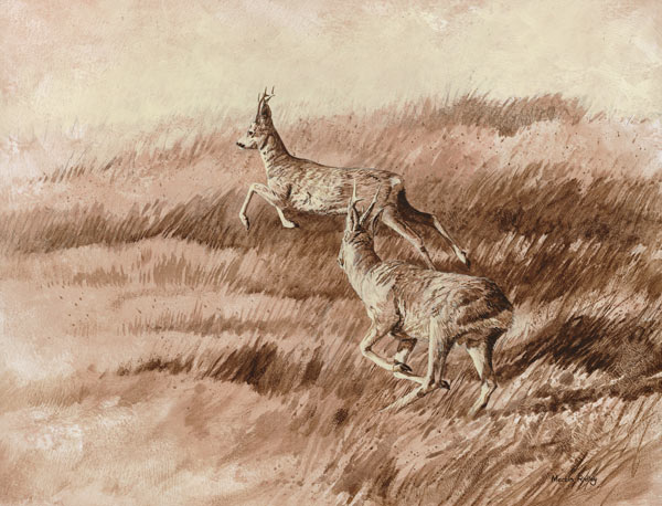 Chasing Roe Bucks Print for Sale - Two Roe Bucks Prints on Canvas by Martin Ridley