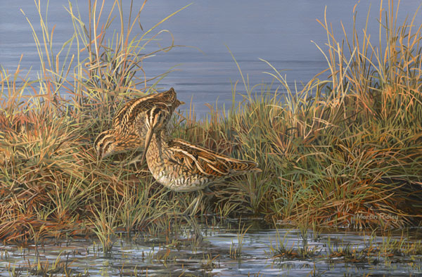 Common snipe print - A pair of common snipe feeding at the waters edge.