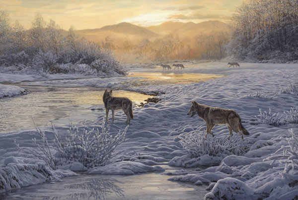 Wolves Print - A pack of wolves in a snowy landscape is preparing to cross a river. Scotland 1000 years ago. Reproduced from a wolf painting by Martin Ridley