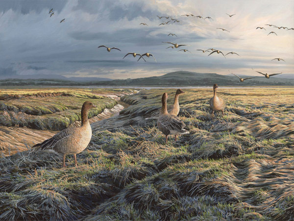 Pink-footed Geese Print for Sale - A flock of geese coming in to land