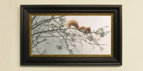Red Squirrel Framed Print for Sale