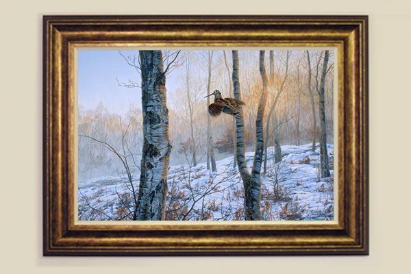 Woodcock Framed Print for Sale
