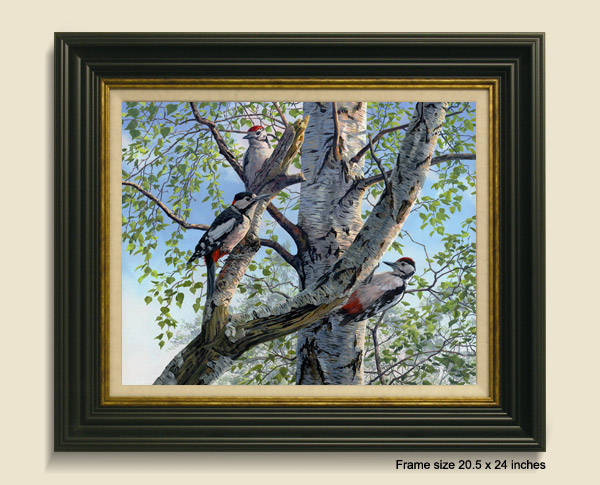Framed print of great spotted woodpeckers for sale
