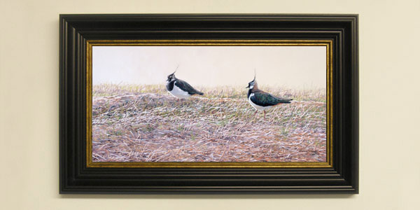 Peewits framed print for sale