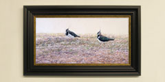 Framed lapwings print for sale