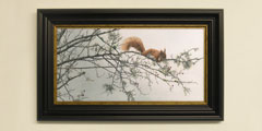 Framed red squirrel print for sale