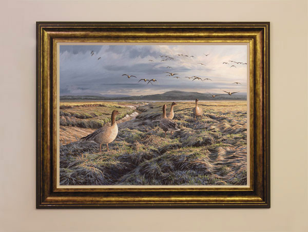 Pink-footed Geese Print for Sale - A flock of geese landing in Wigtown Bay