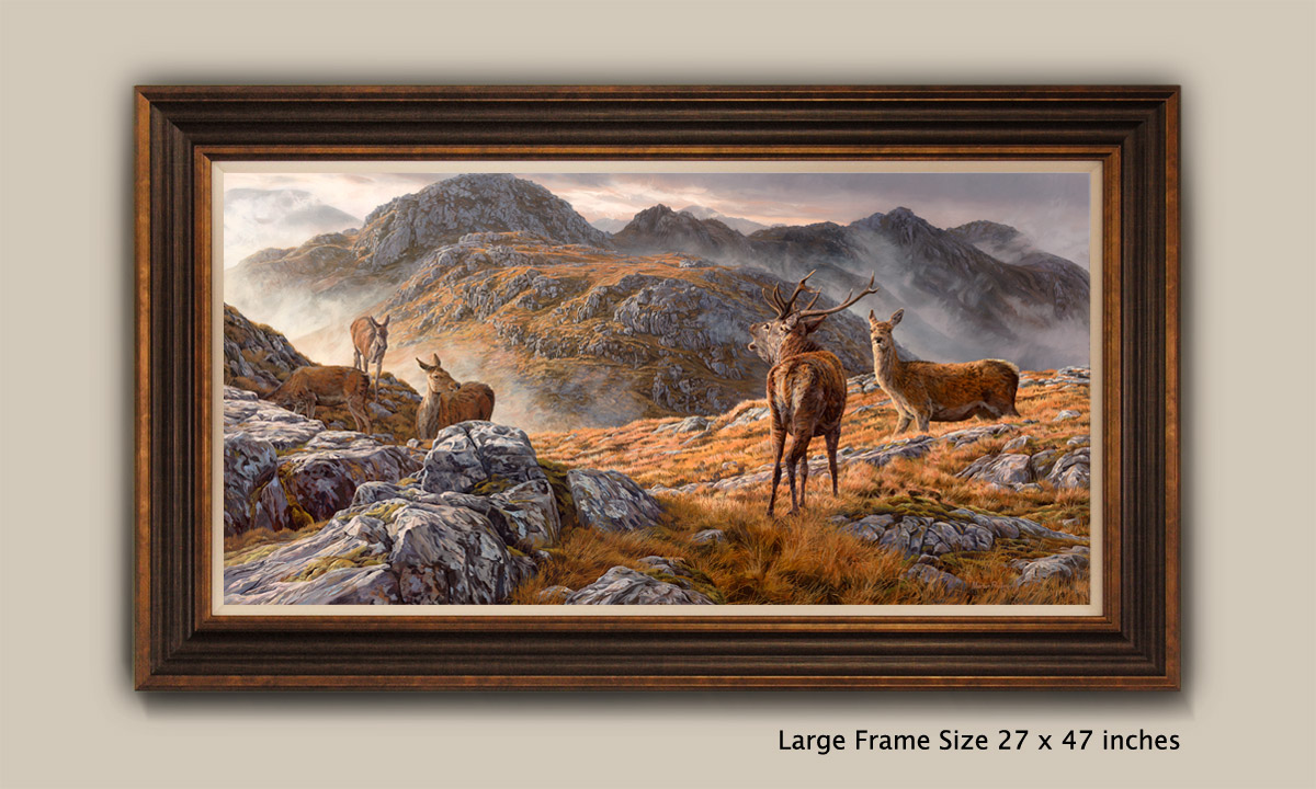 Framed Print - Roaring red deer stag with hinds. Druim Fada above Loch Hourn near Corran and Arnisdale in the Scottish Highlands.