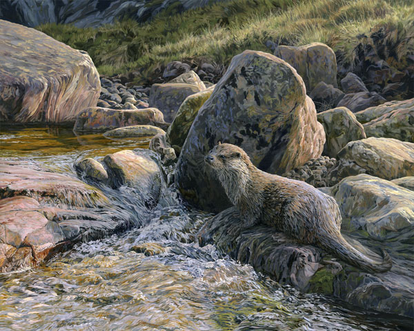 European Otter Print - Canvas Reproduction