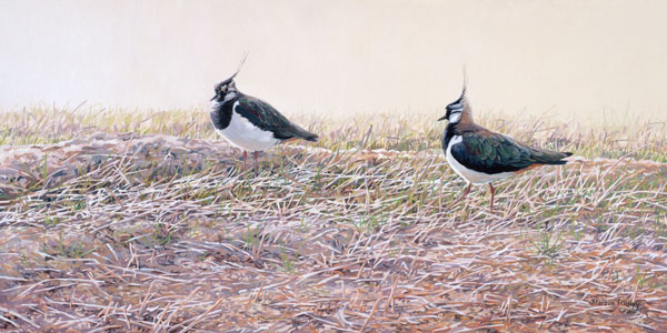 Lapwings or Peewits Print - Canvas Reproduction