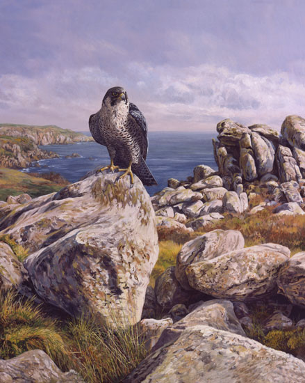 Peregrine Falcon Prints - Bird of prey canvas print by Martin Ridley
