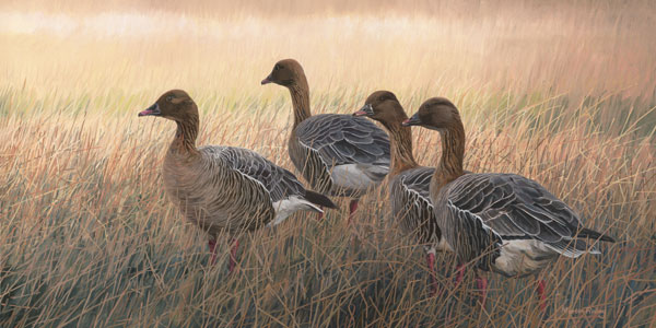 Pink-footed Geese Print - Canvas Reproduction