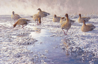 Pink-footed Geese Print - Reproduced from an original oil painting