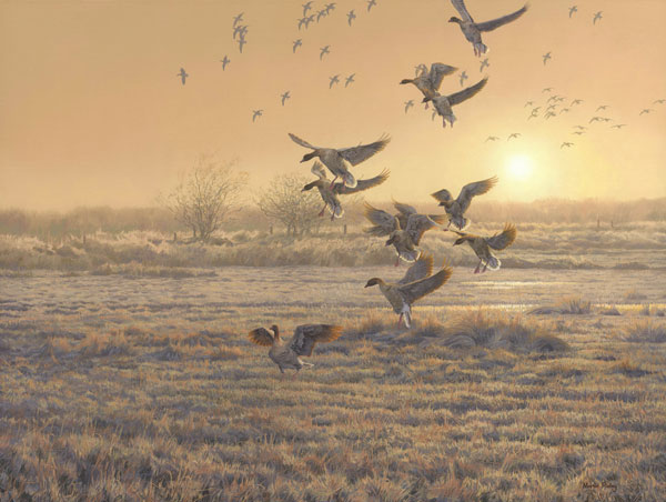 Pink-footed Geese Print for Sale - A flock of geese emerging out of the mist to land in a field. First In by bird artist Martin Ridley
