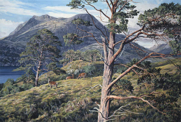 Red Deer Hinds Print - Oil painting of red deer hinds by Loch Maree and Slioch  reproduced as a canvas print