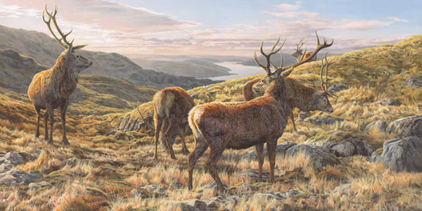 Red Deer Stags Print - Herd of red deer on the slopes of Ben Resipole above Loch Sunart