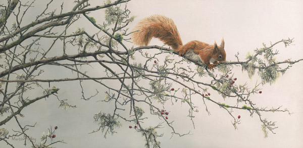 Red Squirrel Print - Oil painting of a red squirrel reproduced as a canvas print