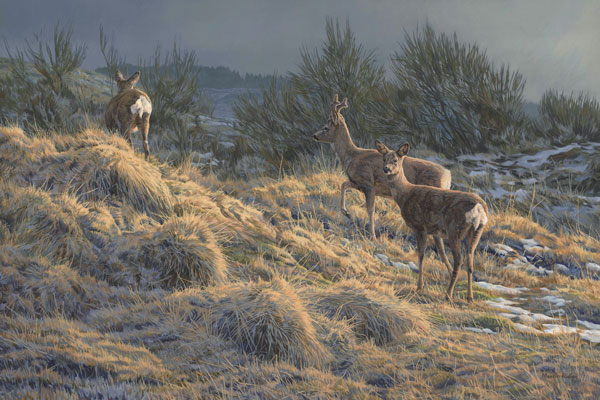 Roe deer print from an oil painting by Martin Ridley. Roe deer, a roe buck in velvet and two does amongst the broom. The sun breaks through to illuminate the foreground.