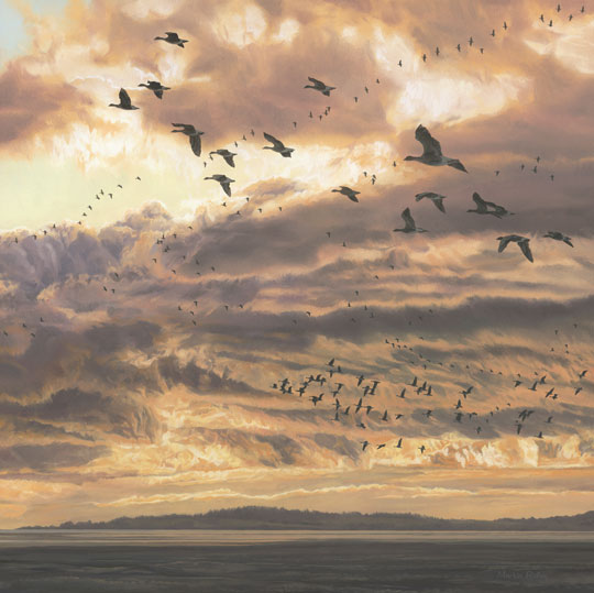 Flock of pink-footed geese at sunset as they head for their roost on the Solway Firth.